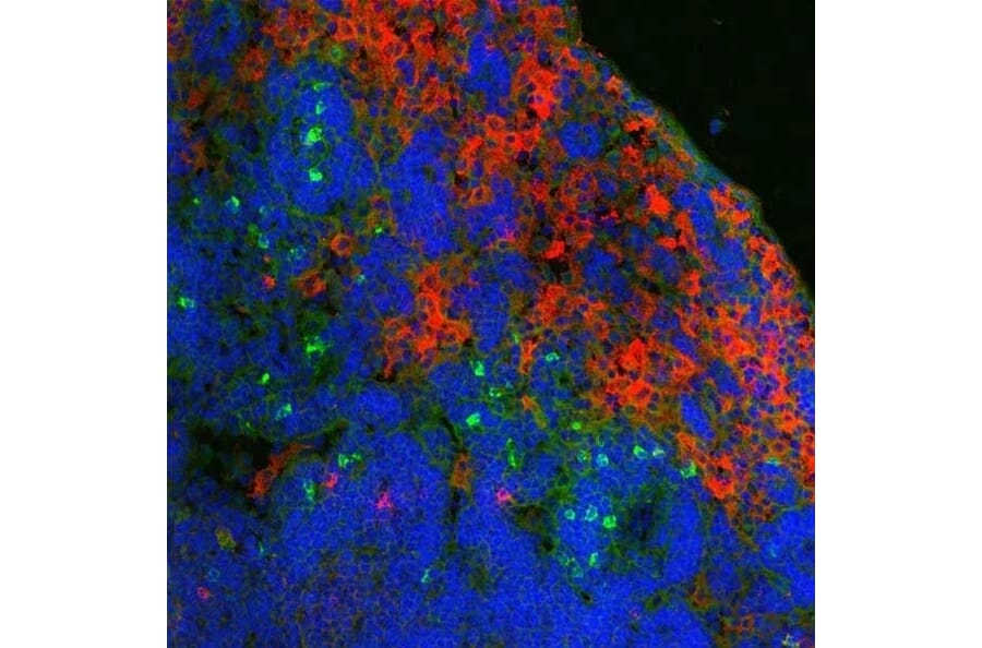 Immunofluorescence  - Anti-Ly-6B.2 Alloantigen Antibody [7/4] (FITC) (A278846) - Antibodies.com