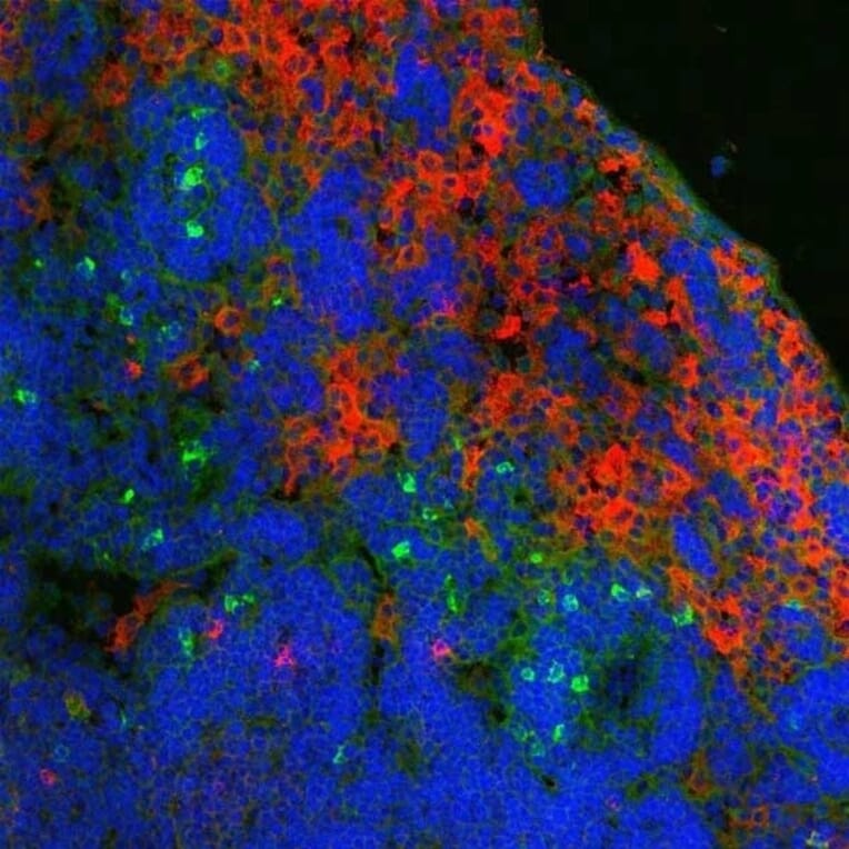 Immunofluorescence  - Anti-Ly-6B.2 Alloantigen Antibody [7/4] (FITC) (A278846) - Antibodies.com