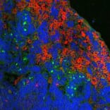 Immunofluorescence  - Anti-Ly-6B.2 Alloantigen Antibody [7/4] (FITC) (A278846) - Antibodies.com
