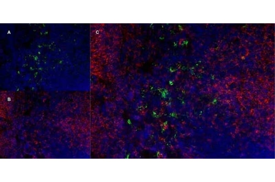 Immunofluorescence  - Anti-Ly-6B.2 Alloantigen Antibody [7/4] (A278854) - Antibodies.com