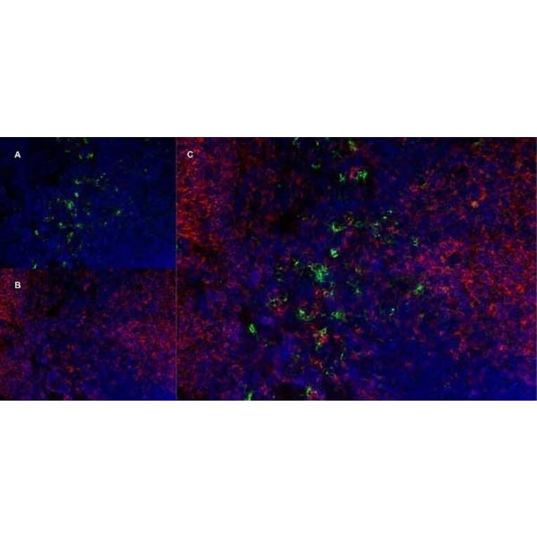 Immunofluorescence  - Anti-Ly-6B.2 Alloantigen Antibody [7/4] (A278854) - Antibodies.com