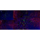 Immunofluorescence  - Anti-Ly-6B.2 Alloantigen Antibody [7/4] (A278854) - Antibodies.com