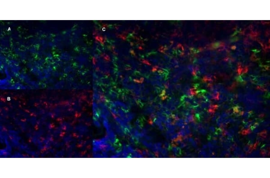 Immunofluorescence  - Anti-Ly-6B.2 Alloantigen Antibody [7/4] (A278854) - Antibodies.com