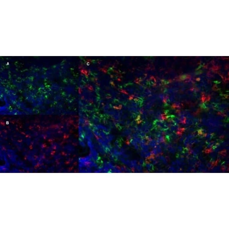 Immunofluorescence  - Anti-Ly-6B.2 Alloantigen Antibody [7/4] (A278854) - Antibodies.com