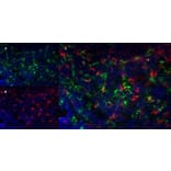 Immunofluorescence  - Anti-Ly-6B.2 Alloantigen Antibody [7/4] (A278854) - Antibodies.com
