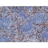Immunohistochemistry - Anti-Ly-6B.2 Alloantigen Antibody [7/4] (A278854) - Antibodies.com
