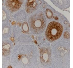 Immunohistochemistry - Anti-AMH Antibody [5/6] (A278857) - Antibodies.com