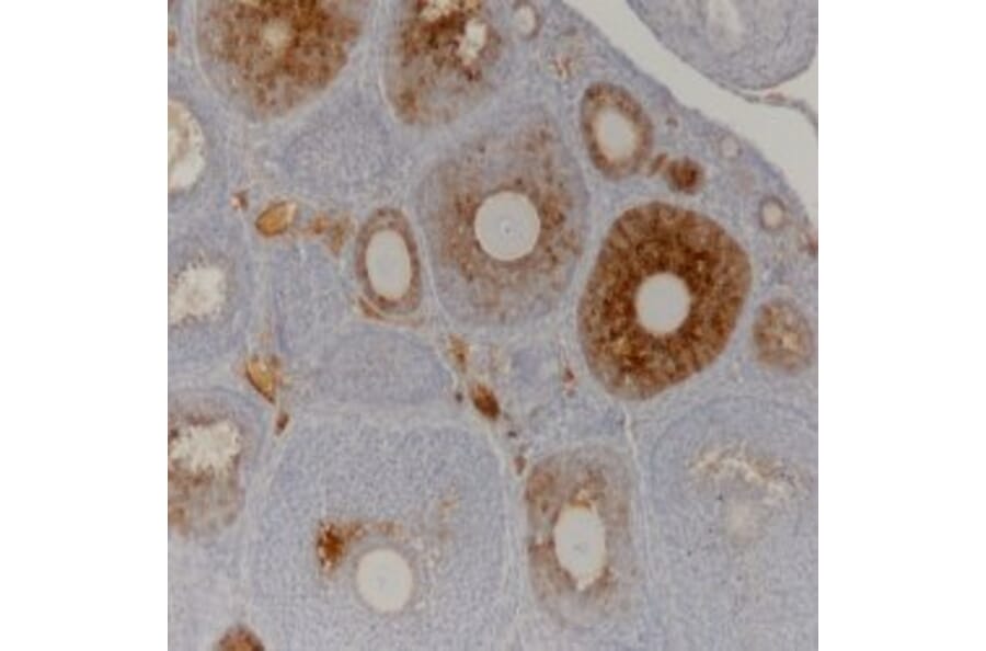 Immunohistochemistry - Anti-AMH Antibody [5/6] (A278857) - Antibodies.com