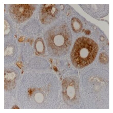 Immunohistochemistry - Anti-AMH Antibody [5/6] (A278857) - Antibodies.com