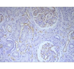 Immunohistochemistry - Anti-C4d Antibody [10-11] (A278859) - Antibodies.com