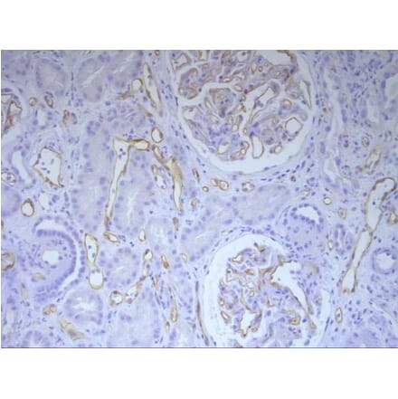 Immunohistochemistry - Anti-C4d Antibody [10-11] (A278859) - Antibodies.com