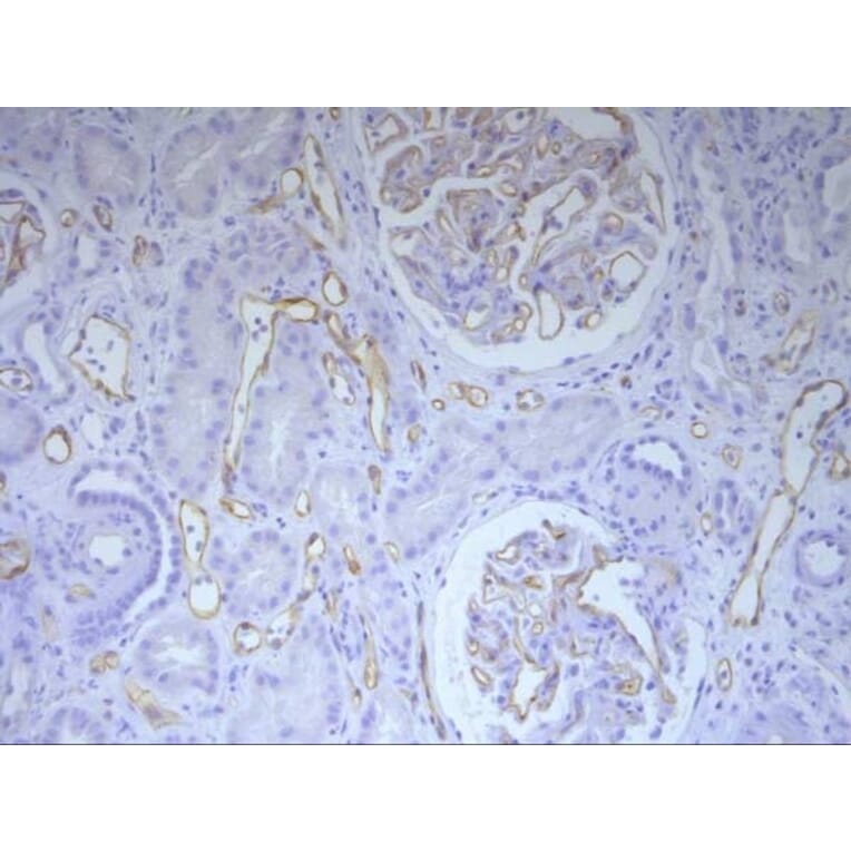 Immunohistochemistry - Anti-C4d Antibody [10-11] (A278859) - Antibodies.com