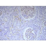 Immunohistochemistry - Anti-C4d Antibody [10-11] (A278859) - Antibodies.com