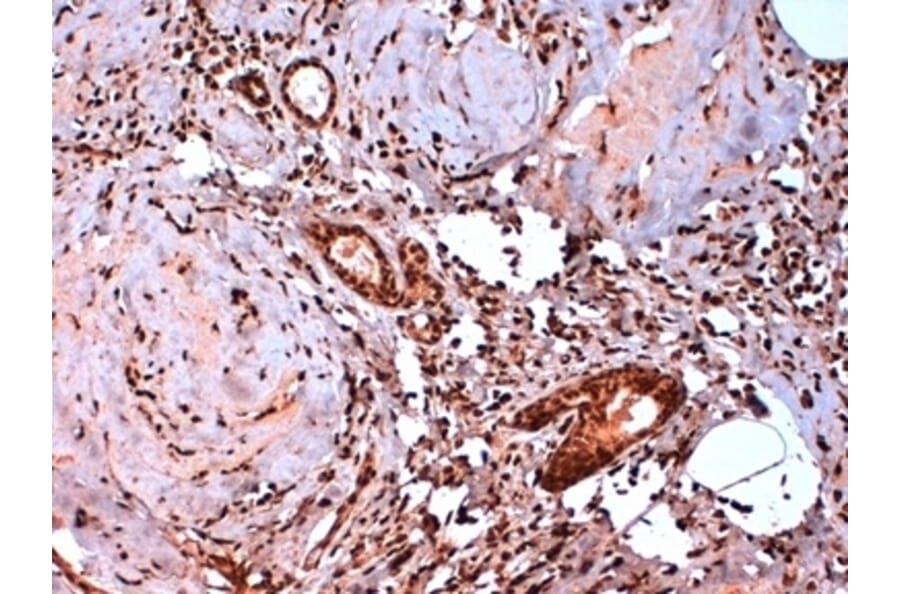Immunohistochemistry - Anti-Estrogen Receptor beta 5 Antibody [5/25] (A278864) - Antibodies.com