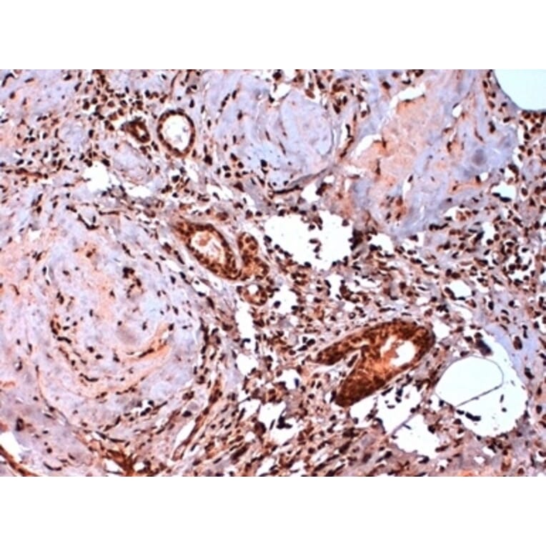 Immunohistochemistry - Anti-Estrogen Receptor beta 5 Antibody [5/25] (A278864) - Antibodies.com