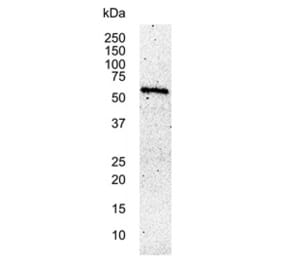Western Blot - Anti-c-Myc Antibody [9E10] (A278887) - Antibodies.com