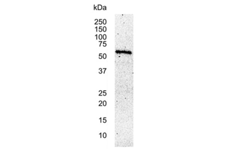 Western Blot - Anti-c-Myc Antibody [9E10] (A278887) - Antibodies.com