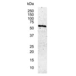 Western Blot - Anti-c-Myc Antibody [9E10] (A278887) - Antibodies.com