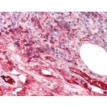 Immunohistochemistry - Anti-iC3b Antibody [013III-1.16] (A278894) - Antibodies.com