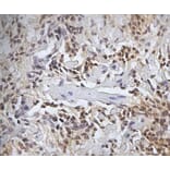 Immunohistochemistry - Anti-CD45 Antibody [1.11.32] (A278918) - Antibodies.com