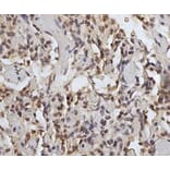 Immunohistochemistry - Anti-CD45 Antibody [1.11.32] (A278918) - Antibodies.com