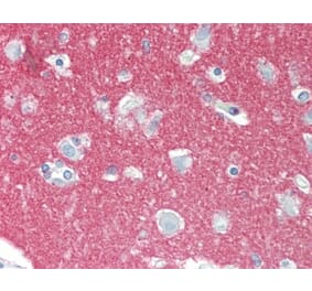 Immunohistochemistry - Anti-NCAM1 Antibody [123C3] (A278980) - Antibodies.com