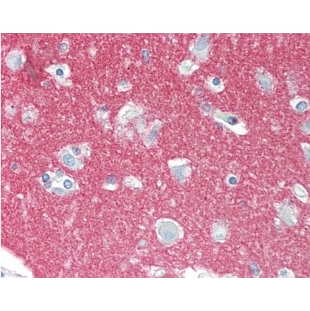 Immunohistochemistry - Anti-NCAM1 Antibody [123C3] (A278980) - Antibodies.com