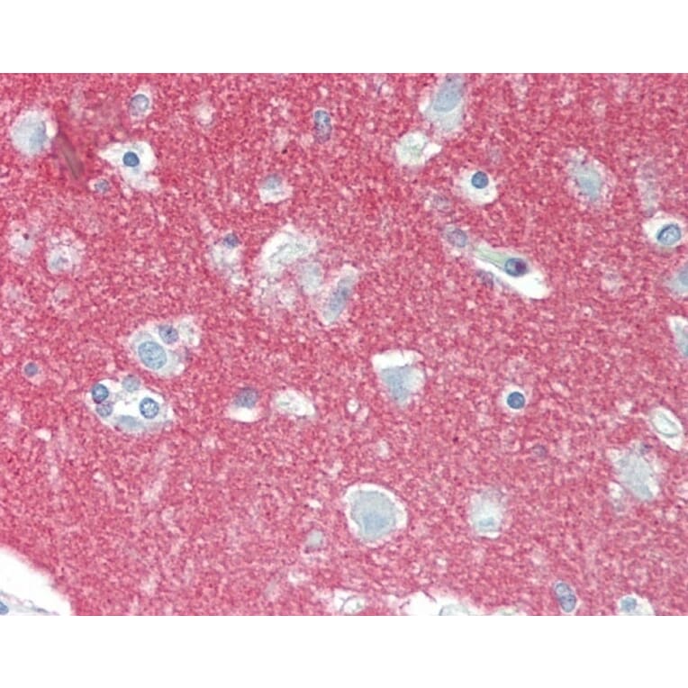 Immunohistochemistry - Anti-NCAM1 Antibody [123C3] (A278980) - Antibodies.com