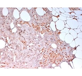 Immunohistochemistry - Anti-N-Cadherin Antibody [13A9] (A279008) - Antibodies.com
