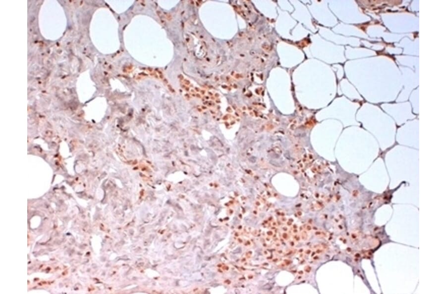 Immunohistochemistry - Anti-N-Cadherin Antibody [13A9] (A279008) - Antibodies.com