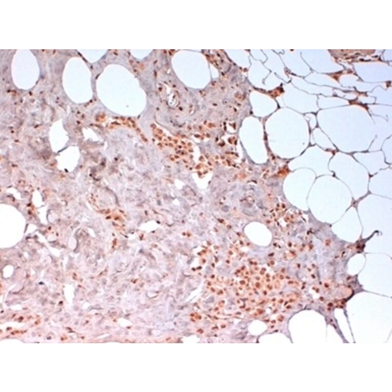 Immunohistochemistry - Anti-N-Cadherin Antibody [13A9] (A279008) - Antibodies.com