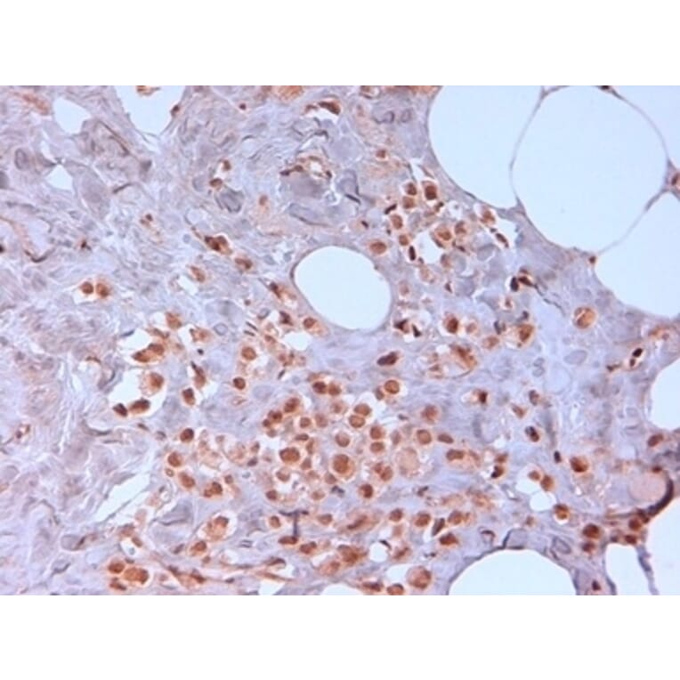 Immunohistochemistry - Anti-N-Cadherin Antibody [13A9] (A279008) - Antibodies.com