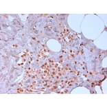 Immunohistochemistry - Anti-N-Cadherin Antibody [13A9] (A279008) - Antibodies.com