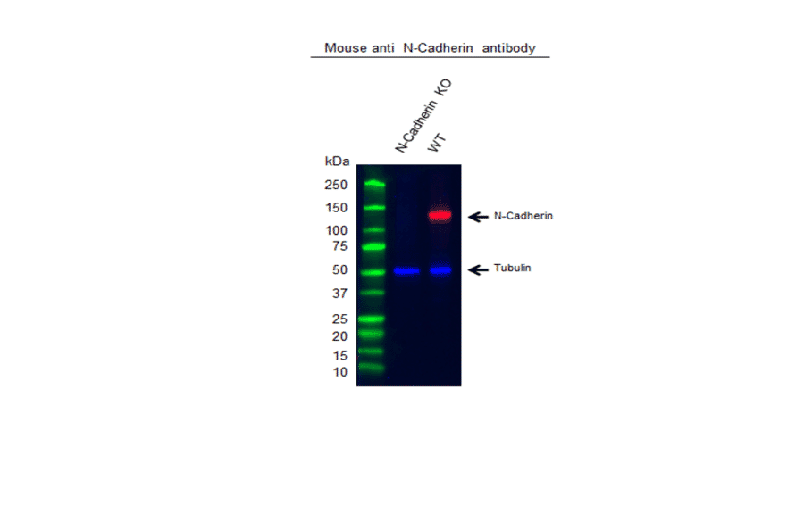 Western Blot - Anti-N-Cadherin Antibody [13A9] (A279008) - Antibodies.com