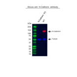Western Blot - Anti-N-Cadherin Antibody [13A9] (A279008) - Antibodies.com