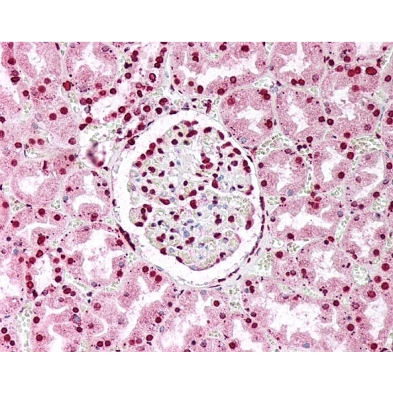 Immunohistochemistry - Anti-Nuclear Antigen Antibody [1415-1 (21NC85)] (A279010) - Antibodies.com