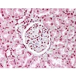 Immunohistochemistry - Anti-Nuclear Antigen Antibody [1415-1 (21NC85)] (A279010) - Antibodies.com