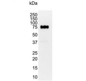 Western Blot - Anti-CD44 Antibody [156-3C11] (A279028) - Antibodies.com