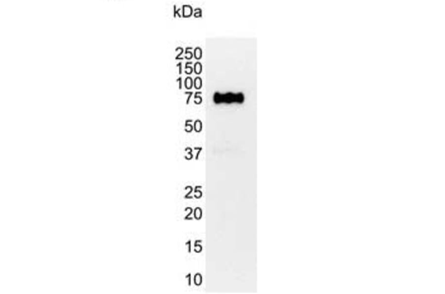 Western Blot - Anti-CD44 Antibody [156-3C11] (A279028) - Antibodies.com