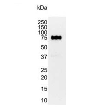 Western Blot - Anti-CD44 Antibody [156-3C11] (A279028) - Antibodies.com