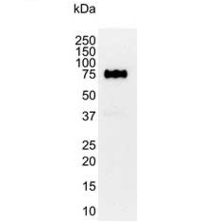 Western Blot - Anti-CD44 Antibody [156-3C11] (A279028) - Antibodies.com