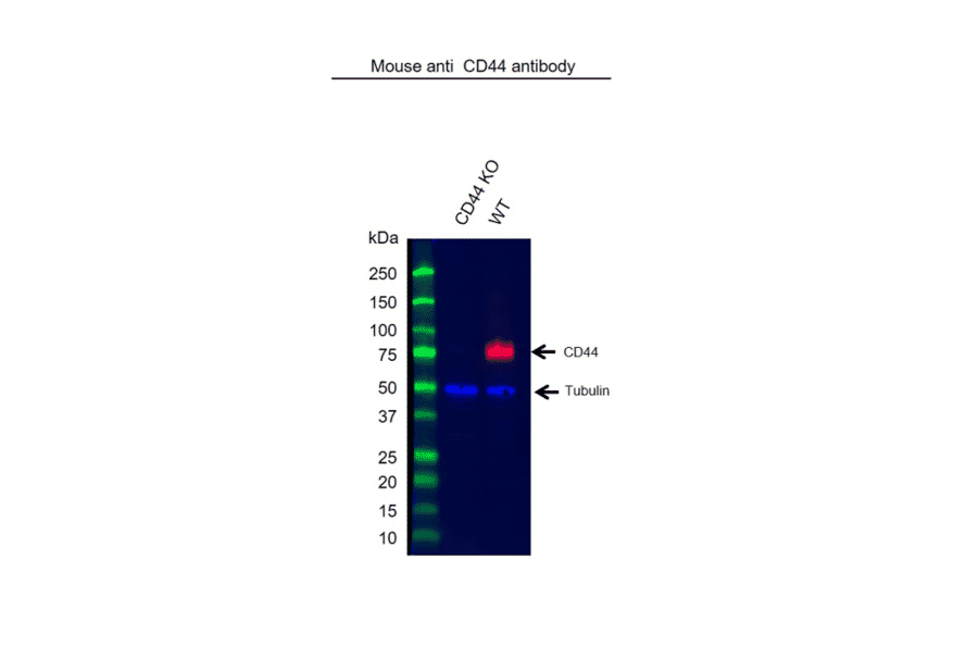 Western Blot - Anti-CD44 Antibody [156-3C11] (A279028) - Antibodies.com
