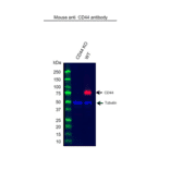Western Blot - Anti-CD44 Antibody [156-3C11] (A279028) - Antibodies.com