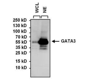 Western Blot - Anti-GATA3 Antibody [1A12-1D9] (A279065) - Antibodies.com