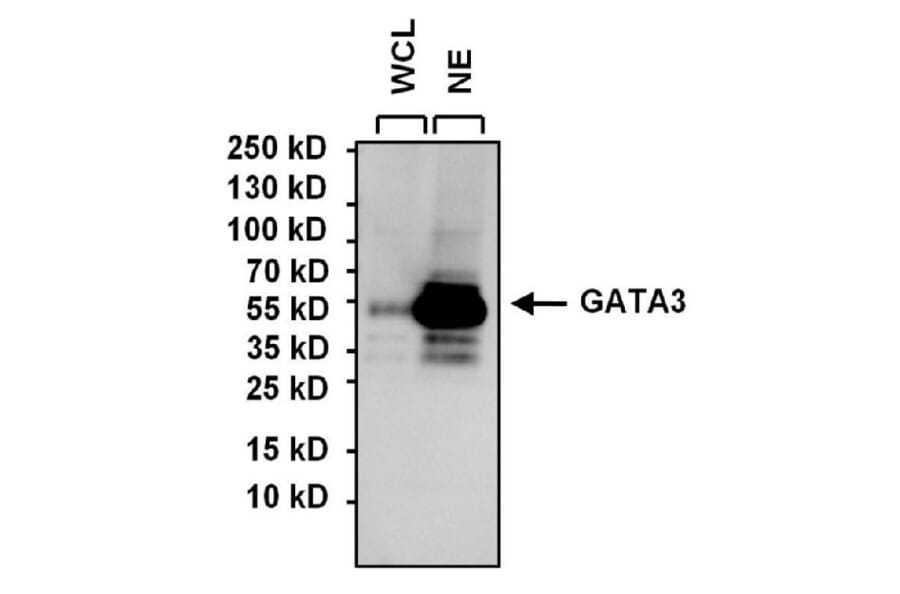 Western Blot - Anti-GATA3 Antibody [1A12-1D9] (A279065) - Antibodies.com