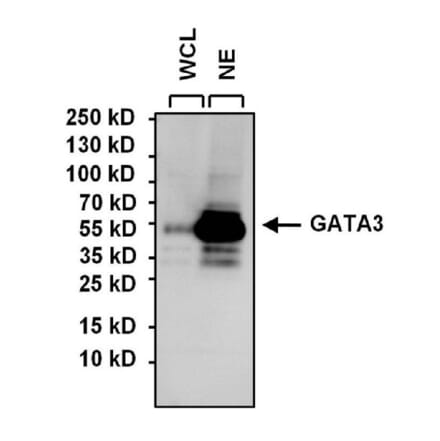 Western Blot - Anti-GATA3 Antibody [1A12-1D9] (A279065) - Antibodies.com