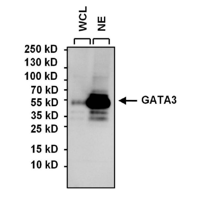 Western Blot - Anti-GATA3 Antibody [1A12-1D9] (A279065) - Antibodies.com
