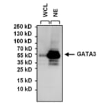 Western Blot - Anti-GATA3 Antibody [1A12-1D9] (A279065) - Antibodies.com