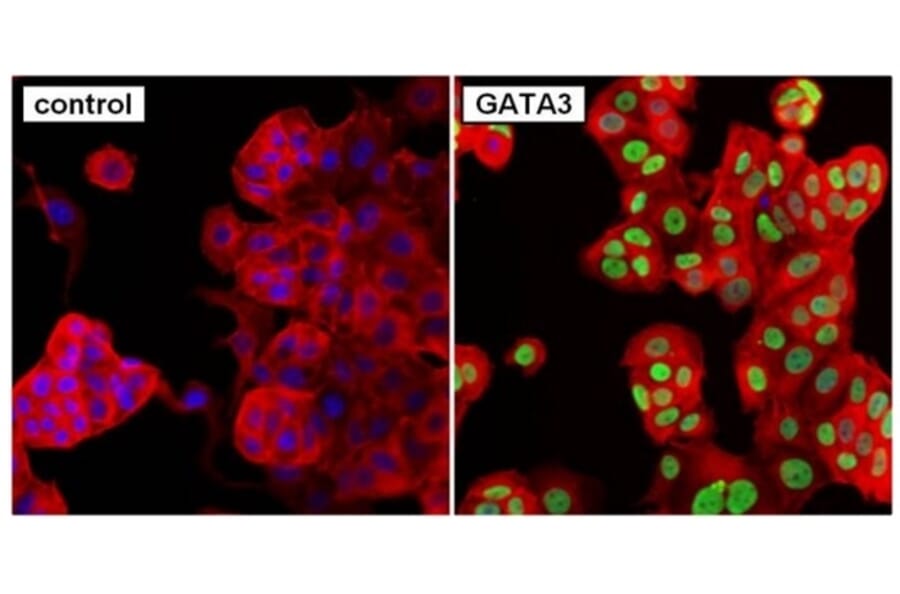 Immunofluorescence  - Anti-GATA3 Antibody [1A12-1D9] (A279065) - Antibodies.com