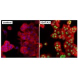 Immunofluorescence  - Anti-GATA3 Antibody [1A12-1D9] (A279065) - Antibodies.com